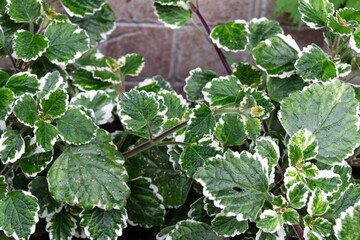 Plectranthus Coleoides Variegata ( Variegated Swedish Ivy) close up.