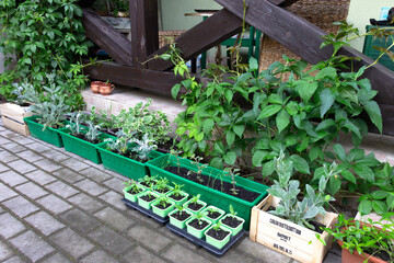 Growing plants in pots on the garden terrace