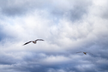 flying seagulls in cloudy sky