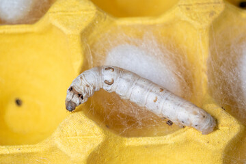 The silkworm first starts to spin a hammock of silk to support the cocoon. The hammock is a loose,...