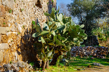 Large mature Opuntia Cactus against antique stone wall background