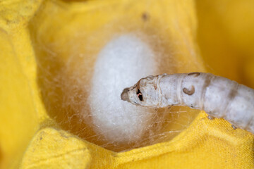 The silkworm first starts to spin a hammock of silk to support the cocoon. The hammock is a loose, irregular protective network of silk in which the cocoon will be suspended.