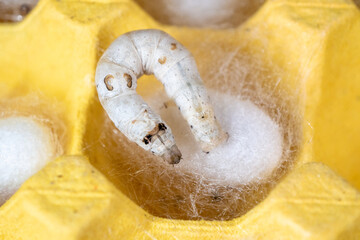 The silkworm first starts to spin a hammock of silk to support the cocoon. The hammock is a loose,...