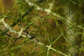 insect, animal, nature, closeup, fauna, spring, light, plant, st