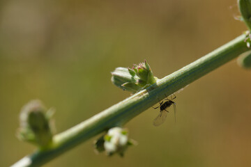 insect, animal, nature, closeup, fauna, spring, light, plant, st