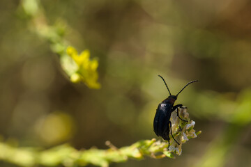 insect, animal, nature, closeup, fauna, spring, light, plant, st