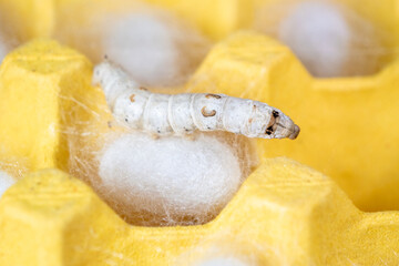 The silkworm first starts to spin a hammock of silk to support the cocoon. The hammock is a loose,...