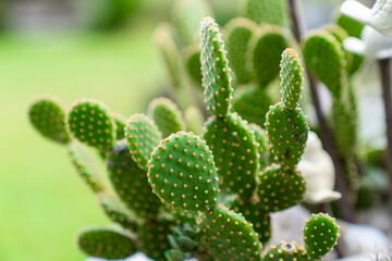 Close up view of cactus plant in the garden.