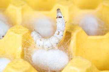 The silkworm first starts to spin a hammock of silk to support the cocoon. The hammock is a loose,...