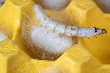 The silkworm first starts to spin a hammock of silk to support the cocoon. The hammock is a loose,...