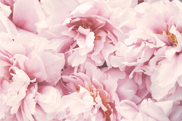Many fresh beautiful pastel pink peony flowers in full bloom, close up. Vibrant Flowery summer...