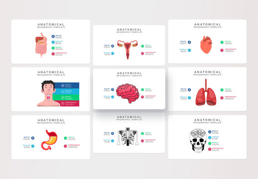 Anatomical Infographic Template