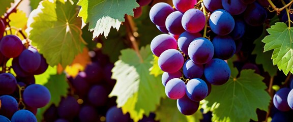 Cluster big grape background Grape Abundance Beautiful Cluster i