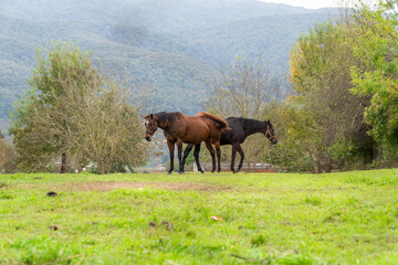 Two horses in a meadow on a cloudy day.