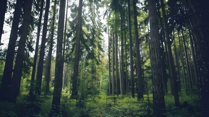 Fototapeta premium View of trees in forest