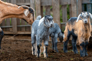 newborn goats  playing in a stable