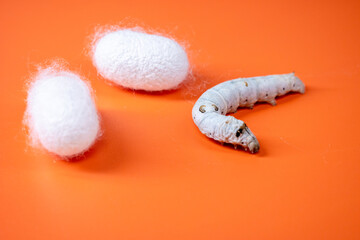 The silkworm first starts to spin a hammock of silk to support the cocoon. The hammock is a loose,...
