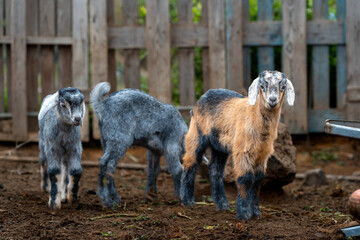 newborn goats  playing in a stable