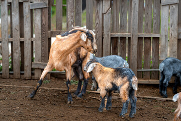 newborn goats  playing in a stable