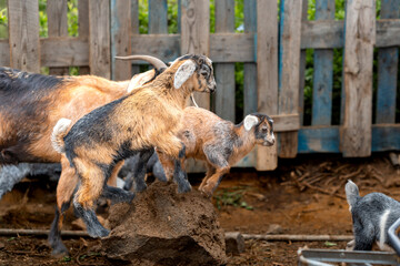 newborn goats  playing in a stable