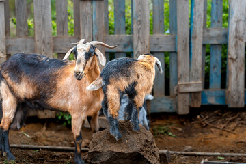 newborn goats  playing in a stable