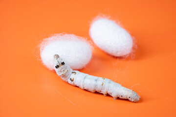 The silkworm first starts to spin a hammock of silk to support the cocoon. The hammock is a loose, irregular protective network of silk in which the cocoon will be suspended.