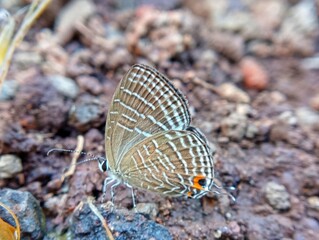 butterfly on the ground