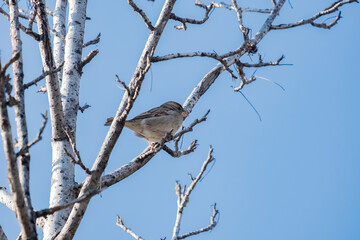 Close up view of a sparrow on a dry branch.