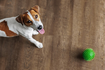 Happy Jack Russell Terrier playing green spiky ball on wooden floor background inside residential room apartments. Little active playful dog look excited energetic asking play and indoor activities
