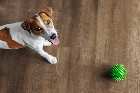 Happy Jack Russell Terrier playing green spiky ball on wooden floor background inside residential room apartments. Little active playful dog look excited energetic asking play and indoor activities