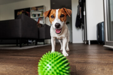 Happy Jack Russell Terrier playing green spiky ball on wooden floor background inside residential room apartments. Little active playful dog look excited energetic asking play and indoor activities