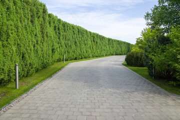 A green hedge of Thuja Brabant along the road