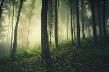green nature woods landscape, misty forest in the morning