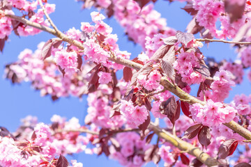 pink cherry blossom tree, sakura in sun spring day
