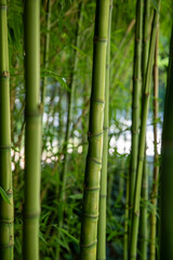 Foret de bambou à feuillage persistant dans un jardin naturel en France