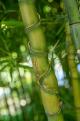 Foret de bambou à feuillage persistant dans un jardin naturel en France