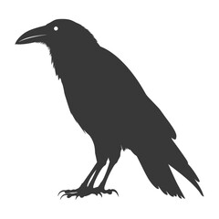 Obraz premium silhouette raven animal full body black color only