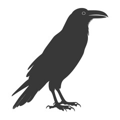 Obraz premium silhouette raven animal full body black color only