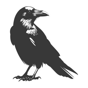 recommend clip art: silhouette raven animal full body black color only