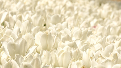 Closeup white tulips flowerbed. White flower background. Spring Summer garden landscape design.
