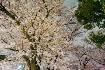 tree blossom