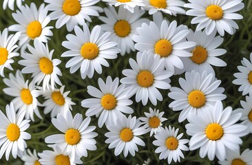 Summer natural panoramic landscape with blooming field of daisies in grass in a field. Sunny weather and summer mood.
