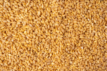 Wheat grain as a background. Top view.