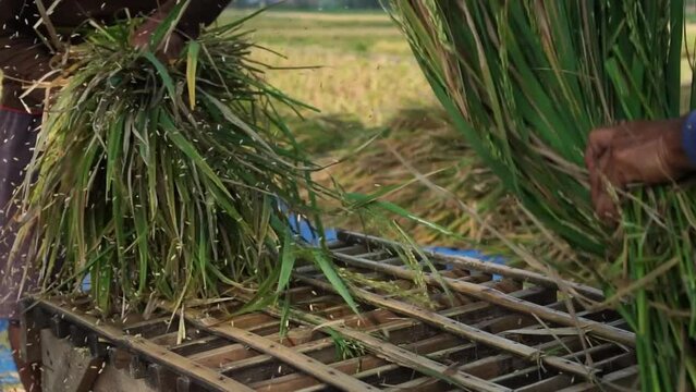 slow motion video of farmers threshing rice manually and traditionally using their hands in the rice fields during the harvest season