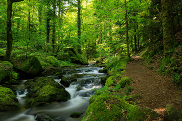 river in the forest
