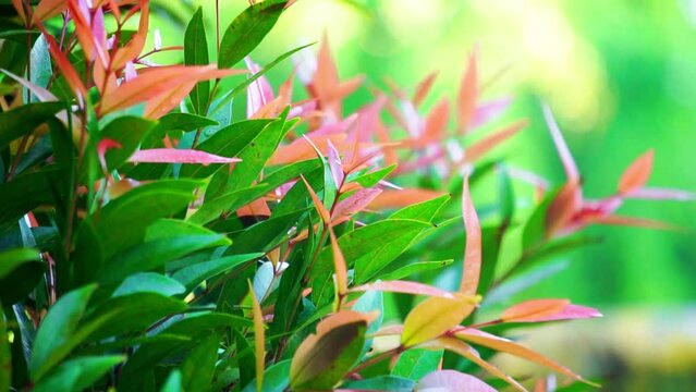 Syzygium oleina in the nature. This plant also Syzygium oleina, pucuk merah, daun pucuk merah, and Syzygium myrtifolium