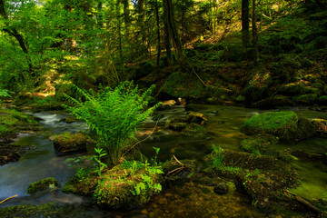 stream in the forest