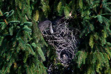 Rodzina młodych pustułek po udanych łowach. © Oktawian