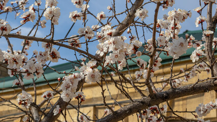 White apricot flowers in spring. A flowering tree in front of the house. Branches of a fruit tree with white flowers on a blue sky background. Background of white plum blossoms.