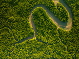 Amazing abundant mangrove forest, Aerial view of forest trees Rainforest ecosystem and healthy...